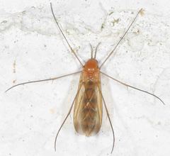 Keroplatidae
