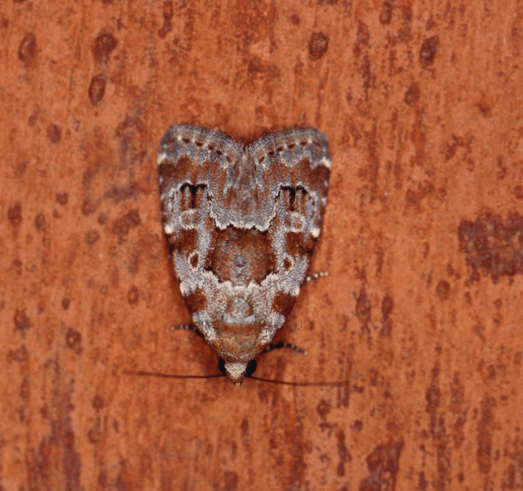 Cryphia fulvifusa