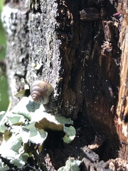 Euconulidae