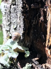 Euconulidae