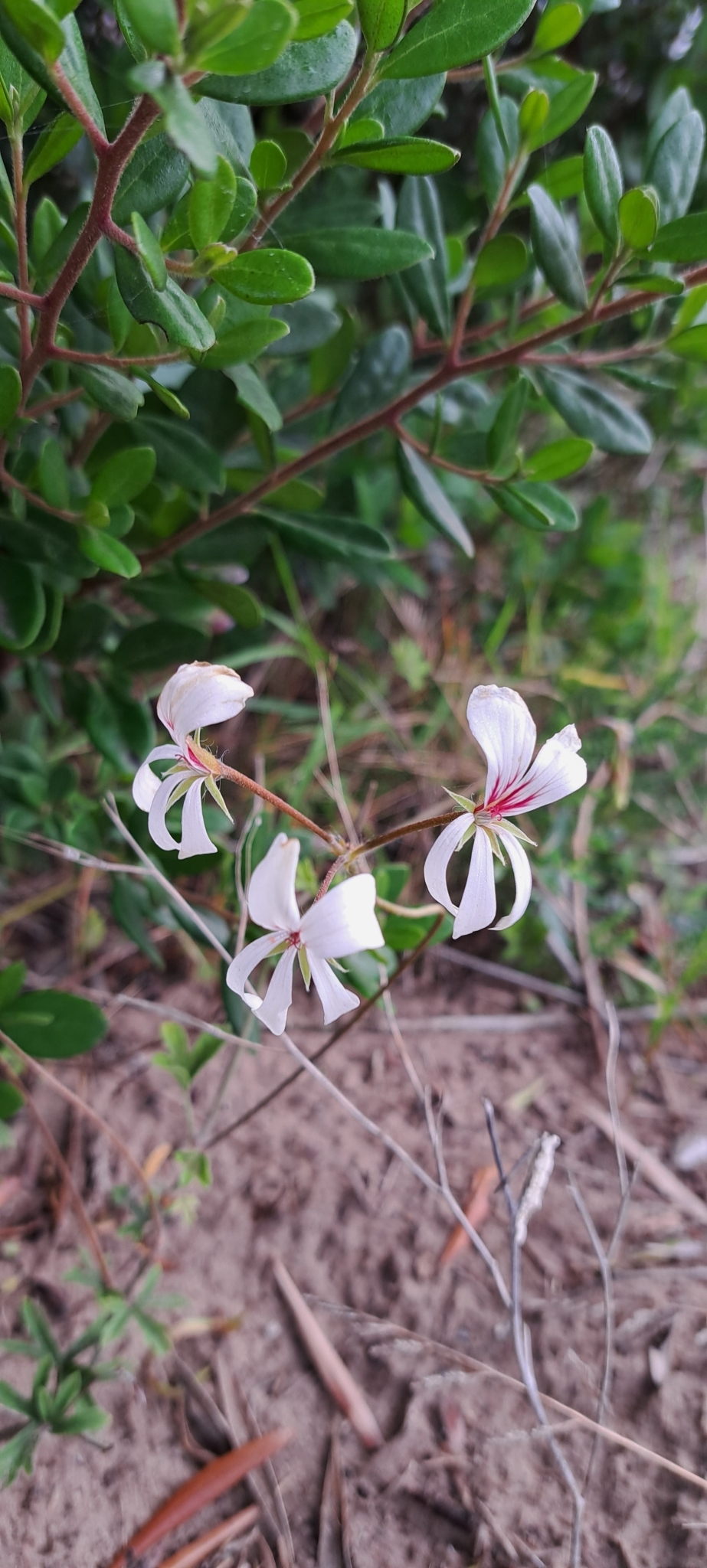 Imagem de Hera-de-flor