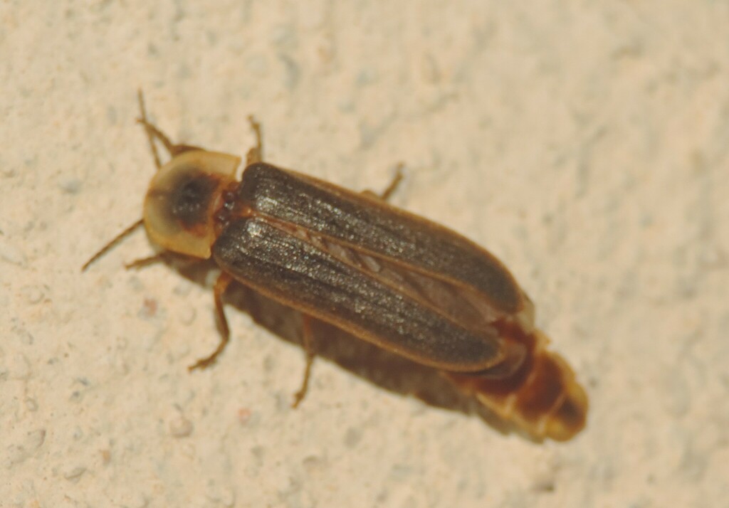 Lampyris sardiniae