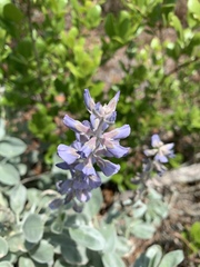 Lupinus diffusus