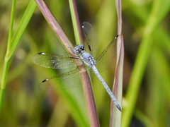 Hemistigma albipunctum