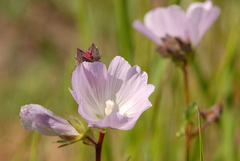 Sidalcea calycosa calycosa