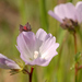 Vernal Pool Checkerbloom - Photo (c) Dee Warenycia, some rights reserved (CC BY-NC)