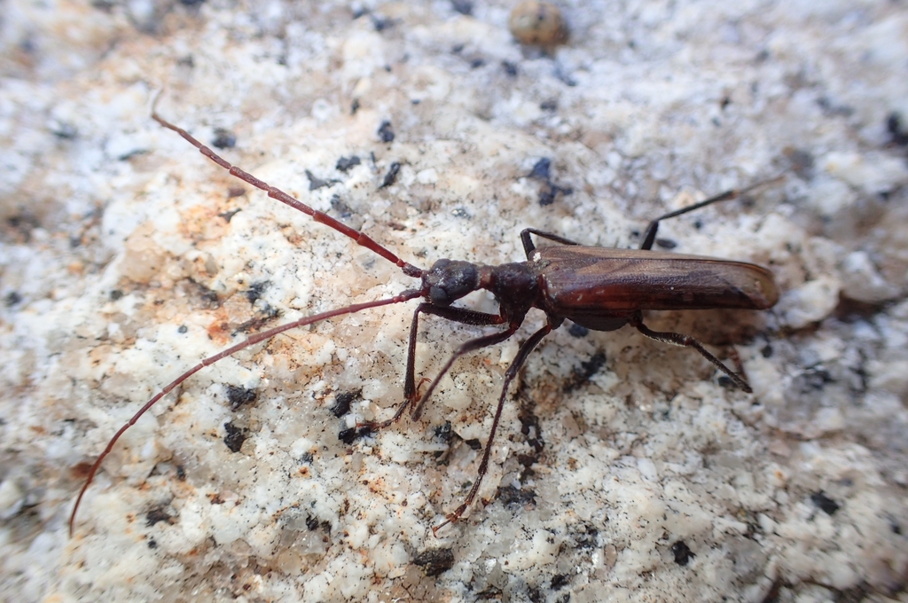 Vesperus xatarti