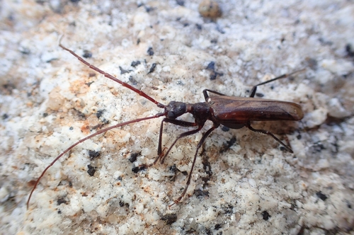 Vesperus xatarti