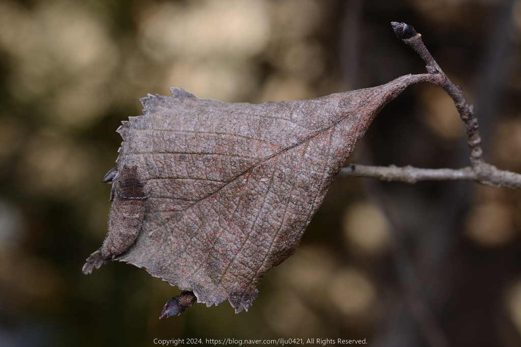 Aldania raddei from 대한민국 경기도 가평군 가평읍 on January 13, 2024 at 10:32 AM by ...