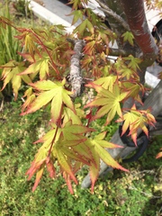 Acer palmatum