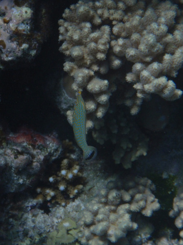 Red Sea Longnose Filefish — seen at this dive site