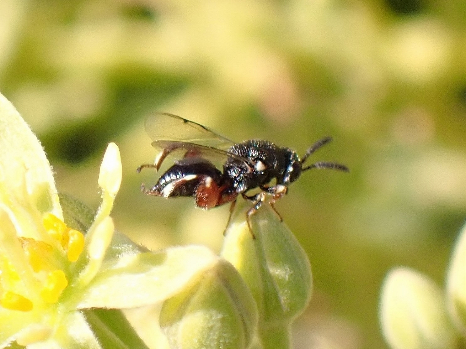 Brachymeria podagrica