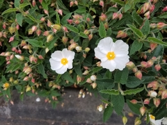 Cistus × hybridus