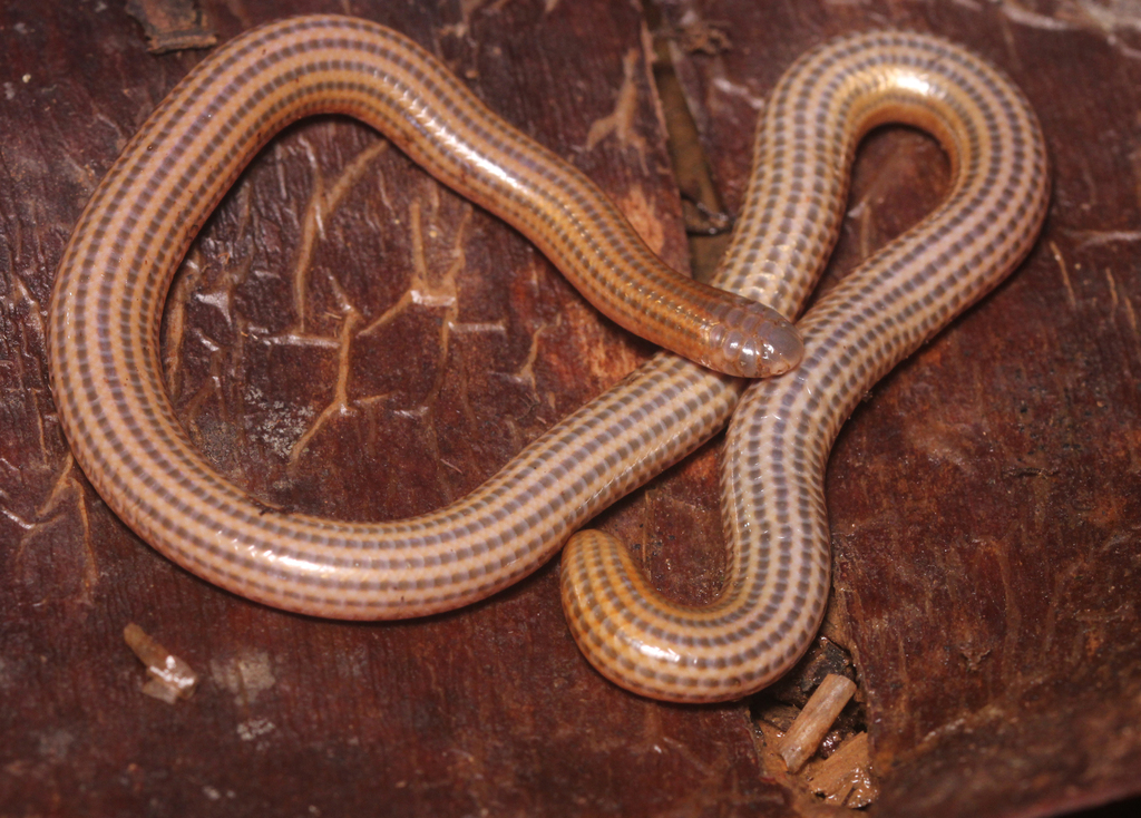 Seven-Striped Blind Snake