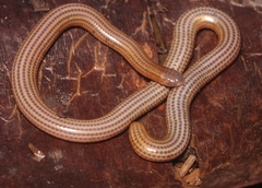 Seven-Striped Blind Snake photo 1