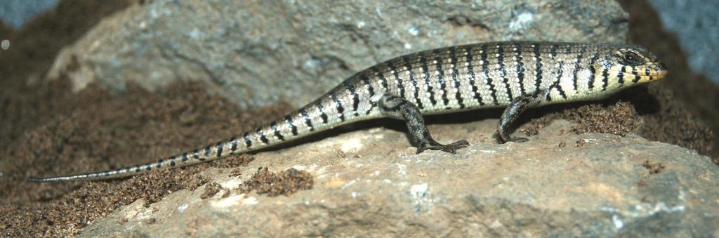 Two-Coloured Skink