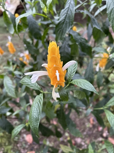 Foto de Língua-de-sogra