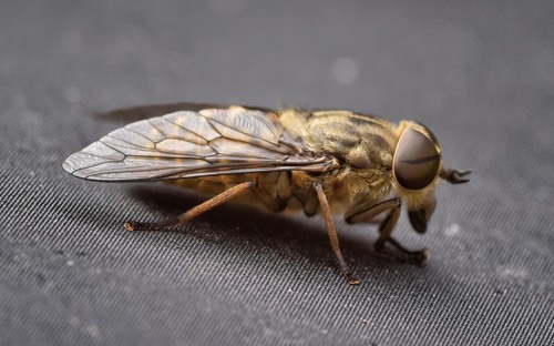 Tabanus bromius Linnaeus, 1758