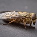 Band-eyed Brown Horse Fly - Photo (c) Chris walker, some rights reserved (CC BY), uploaded by Chris walker