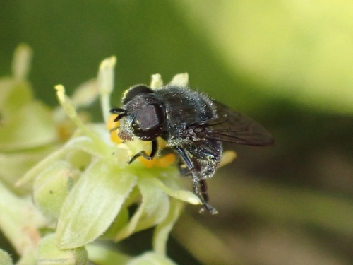 Eumerus latitarsis