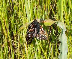 Euphydryas editha bayensis