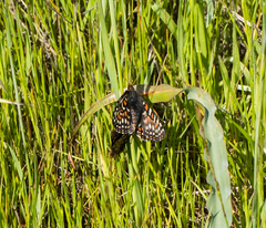 Euphydryas editha bayensis