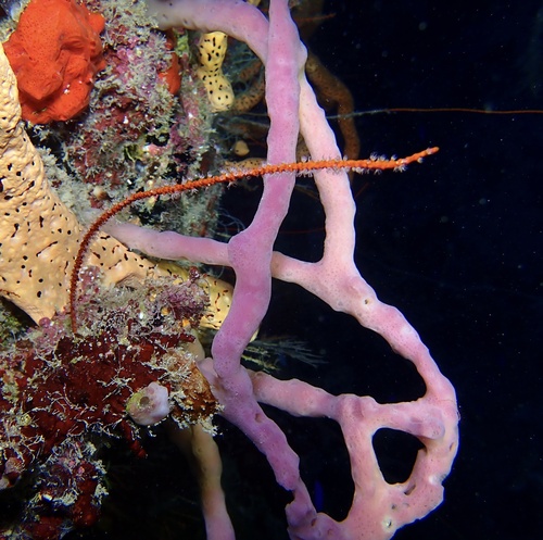 Callyspongia tenerrima