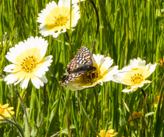 Euphydryas editha bayensis