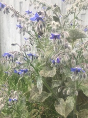 Borago officinalis