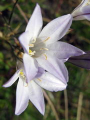 Triteleia peduncularis