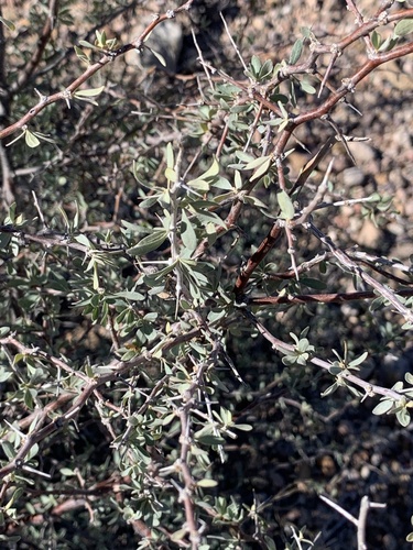 Silvery Wolfberry