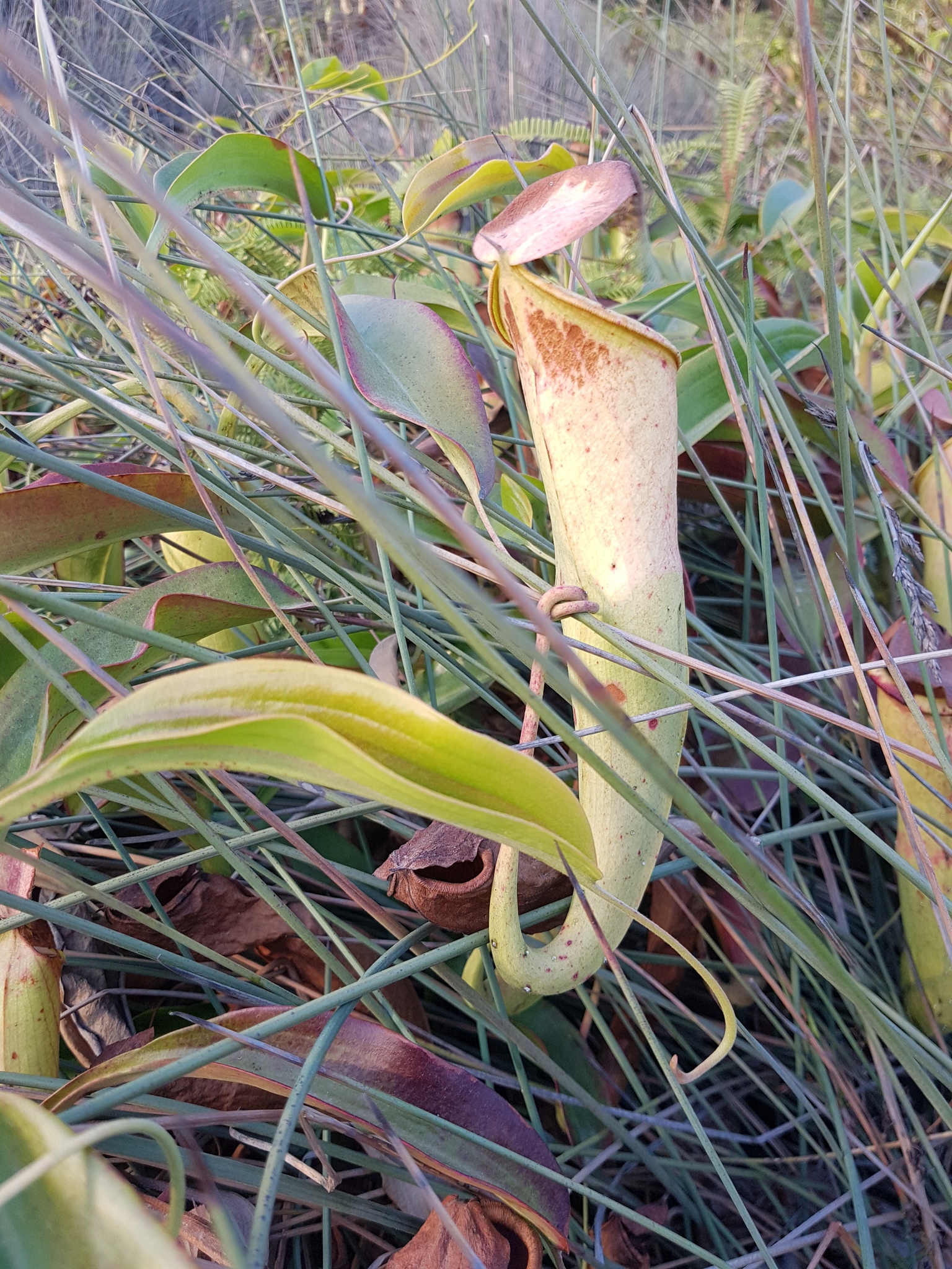 Imagem de Jarro ou planta-jarro