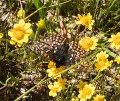 Euphydryas editha bayensis