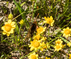Euphydryas editha bayensis