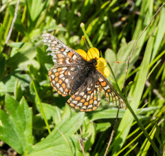 Euphydryas editha bayensis