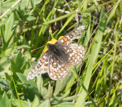 Euphydryas editha bayensis