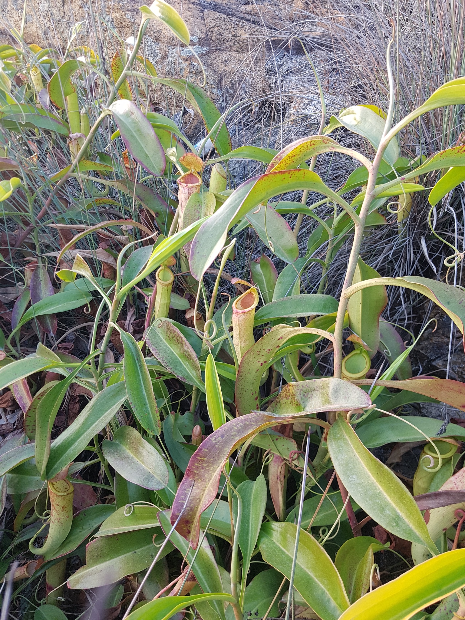 Imagem de Jarro ou planta-jarro