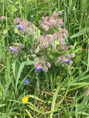 Borago officinalis