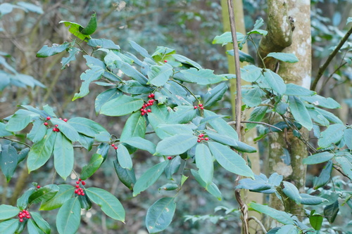 Ilex kwangtungensis