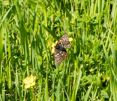 Euphydryas editha bayensis