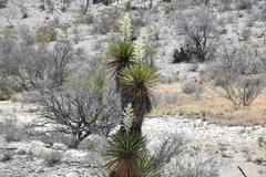 Yucca faxoniana