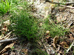 Equisetum scirpoides image