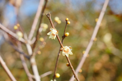 Chimonanthus praecox iNat (1)
