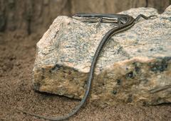 Trachylepis megalura
