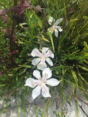 Dietes