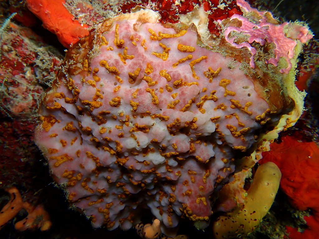 Golden Zoanthid