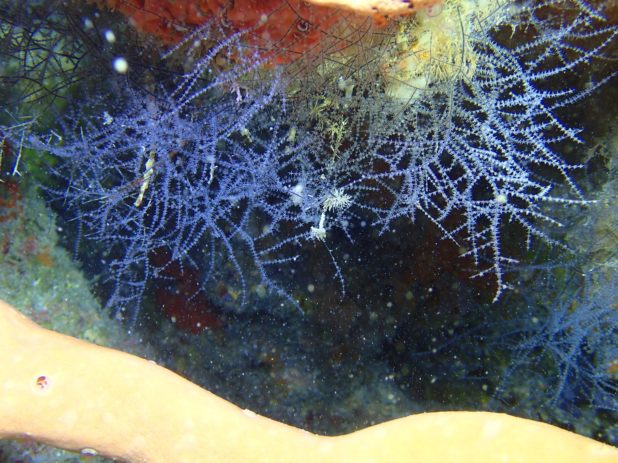 Antipathes atlantica Gray, 1857