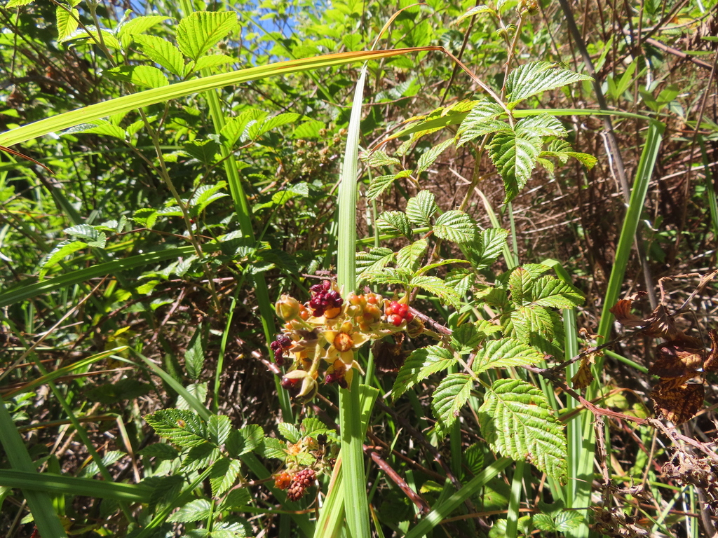 South African Raspberry from Bo Helderberg, Cape Winelands District ...