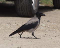 Corvus cornix