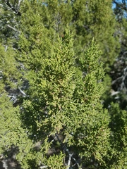 Juniperus coahuilensis